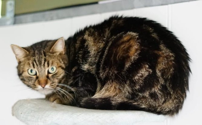 Adopter Romeo
