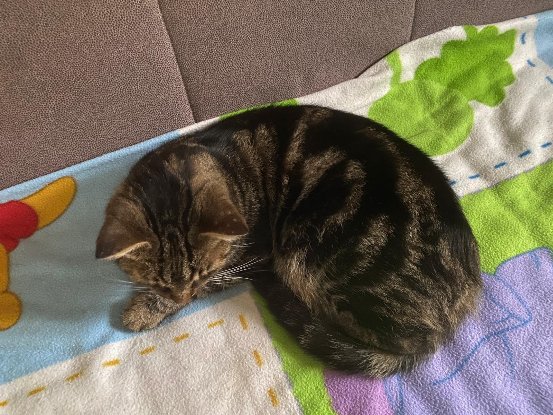 Adoption Romeo