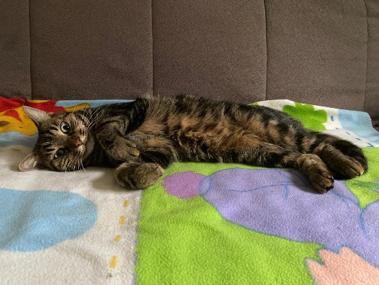 Adoption Romeo