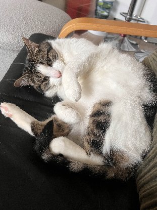 Adopter Ronflex