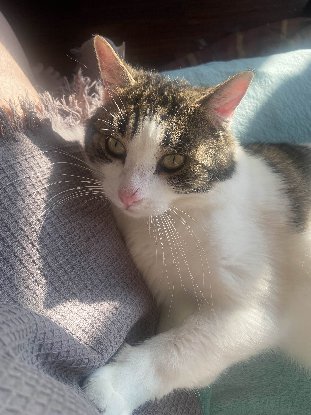 Adopter Ronflex