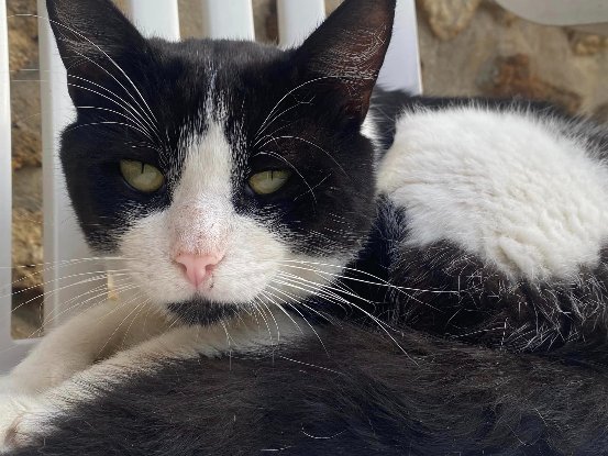 Adopter Roudoudou