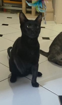 Adopter Roxane