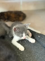 Adopter Rozo