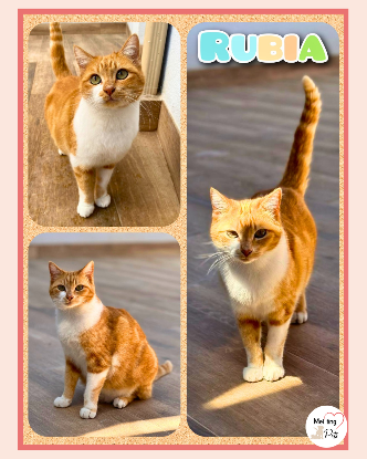 Adopter Rubia