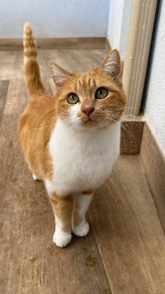Adoption Rubia