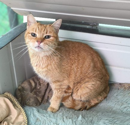 Adopter Rubia
