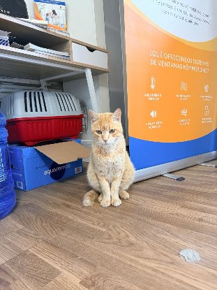 Adopter Rubio