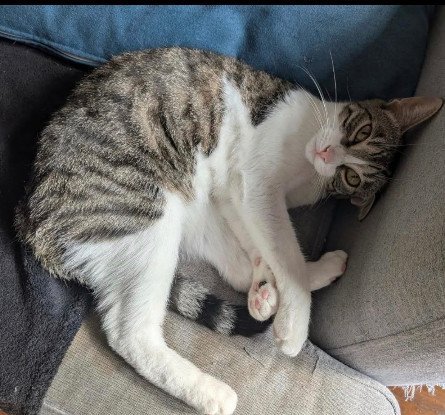 Adopter Sabra