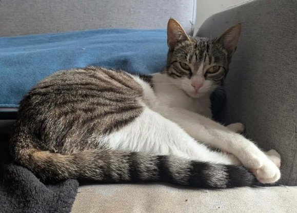 Adoption Sabra