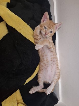Adopter Sam