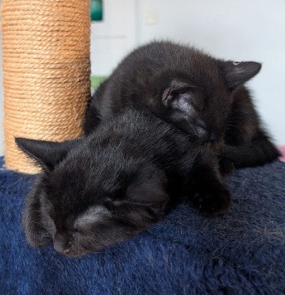 Adopter Samedi et dimanche