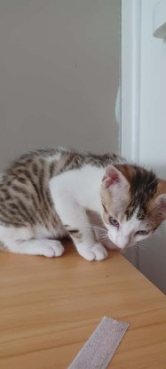 Adoption Seccotine