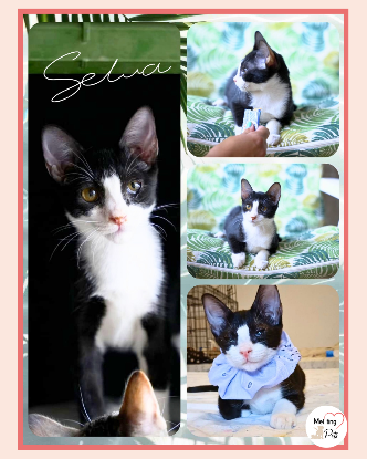 Adopter Selva