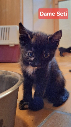 Adopter Seti