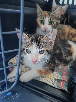 Adopter Shelby