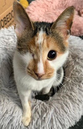 Adopter Shiny