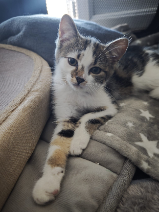Adopter Shinzo