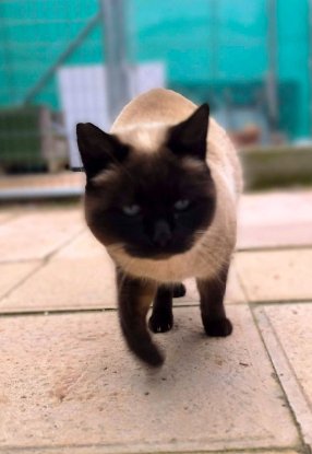 Adoption Siam