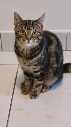 Adopter Sidonie