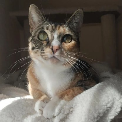 Adopter Siena