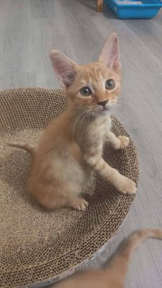 Adopter Simba