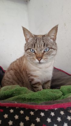Adopter Simon