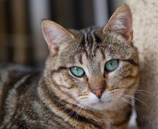 Adopter Skippy