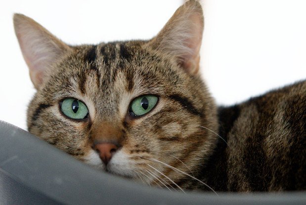 Adopter Skippy