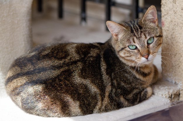 Adoption Skippy