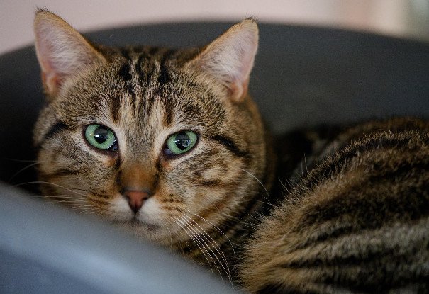 Adoption Skippy