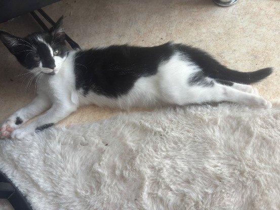 Adopter Snow