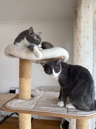 Adopter Snow et stimpleton