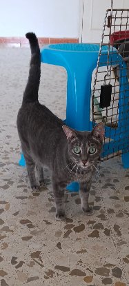 Adopter Sofia