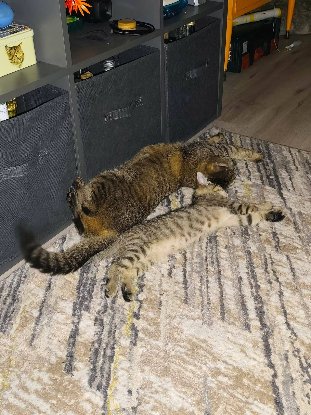 Adopter Sophie