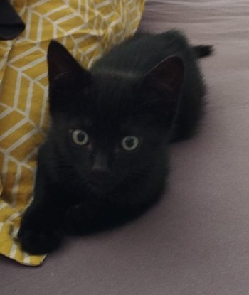 Adopter Spacy