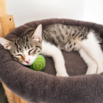 Adopter Stiky