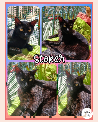 Adopter Stoker