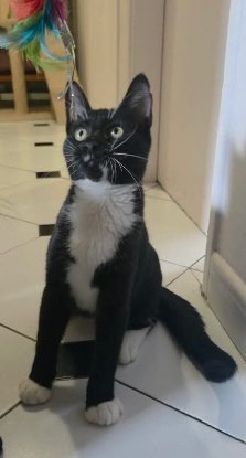 Adopter Sultan