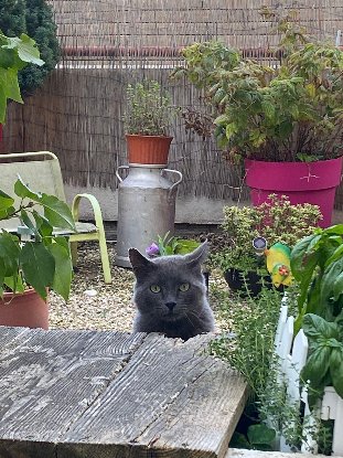Adopter Sultan fiv +