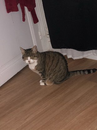 Adopter Suzie