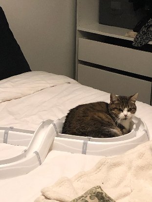 Adopter Suzie