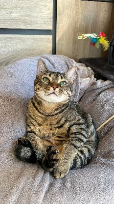 Adopter Swing