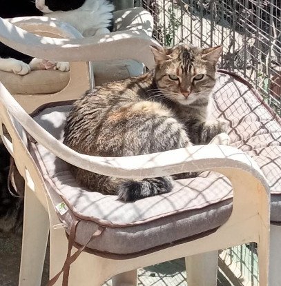 Adopter Tali