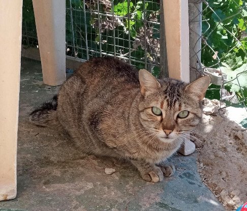 Adopter Tali