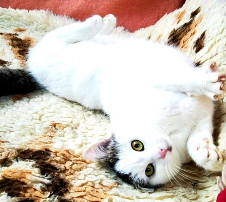 Adopter Tatu