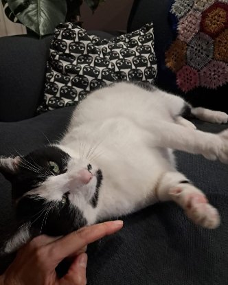 Adopter Tequila