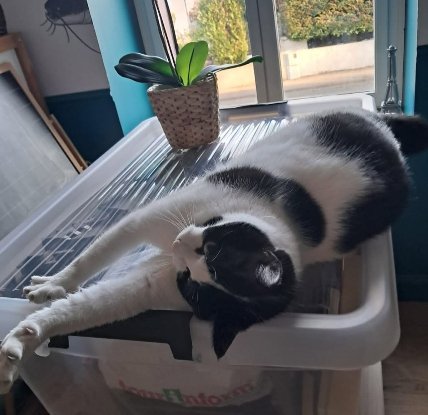 Adopter Tequila