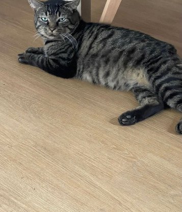 Adopter Thad