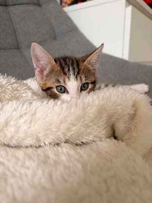 Adopter Tigrou